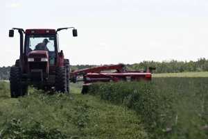 Lucerku u kojoj ima korova stoka neće jesti: Suzbijte na vreme tarčužak, mrtvu koprivu, mišjakinju