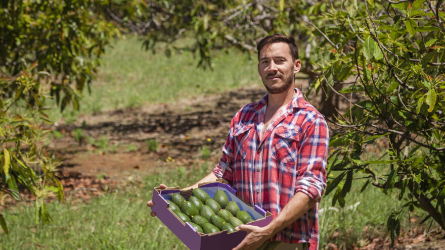Kriza sa avokadom - kriva velika potražnja, narko-karteli, Donald Trump?