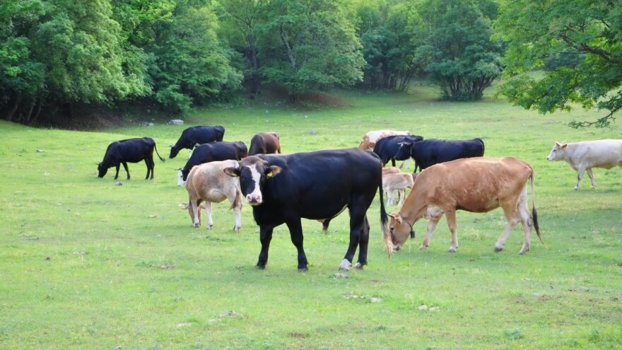 Poboljšanjem strukture i sastava tla pašnjaka do veće dobiti