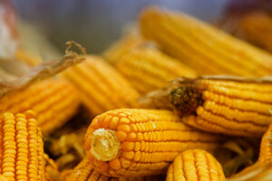 Krenula izrada Zakona o označavanju hrane proizvedene bez GMO-a