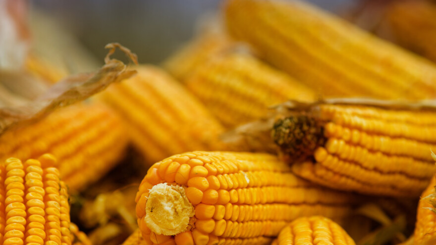 Krenula izrada Zakona o označavanju hrane proizvedene bez GMO-a