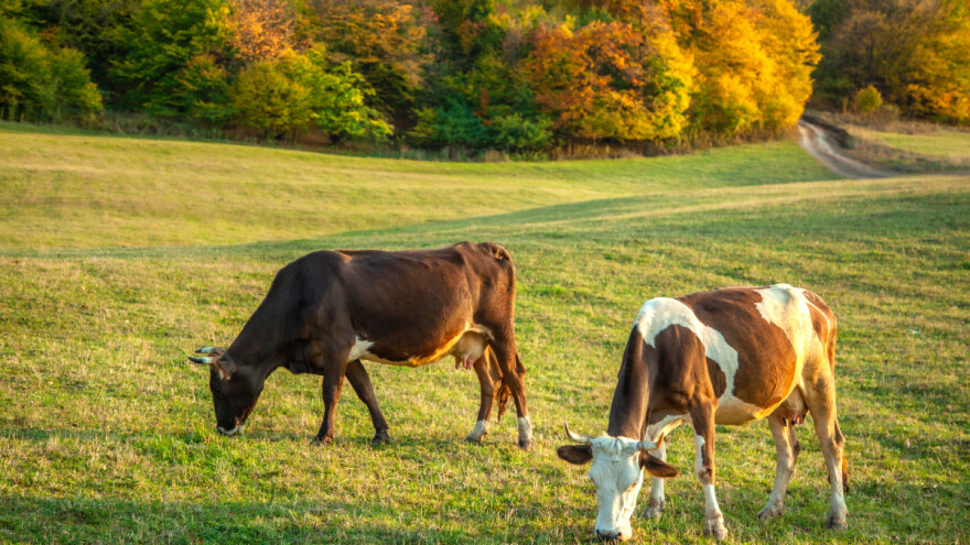 S pašnjaka u štalu: Kako suzbiti parazite domaćih životinja?