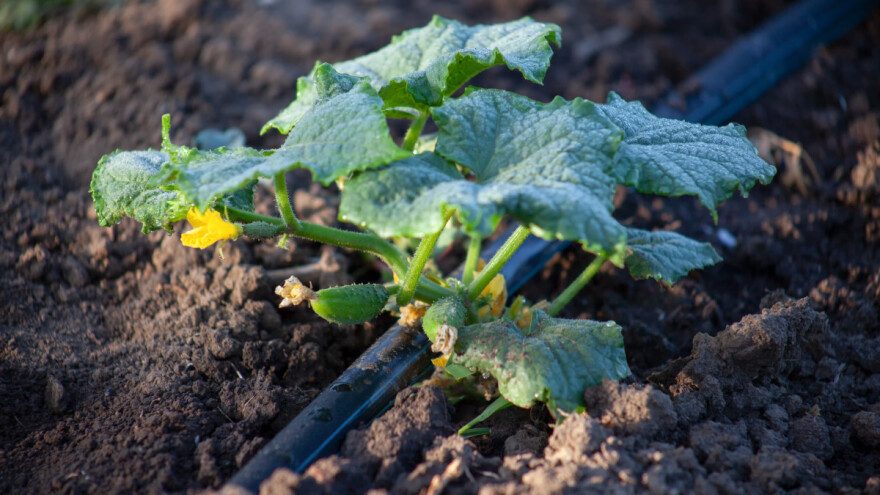 Kod zalijevanja su bitni termin, norma i temperatura vode