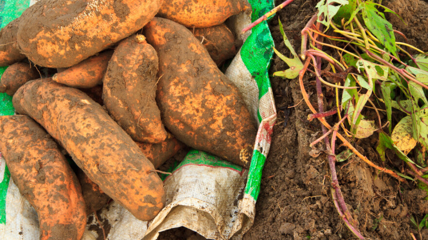 Kraj avgusta je pravo vrijeme da se počne sa berbom batata
