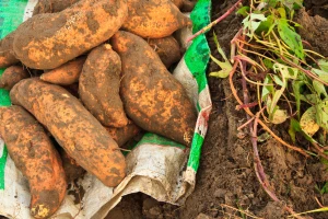 Kraj kolovoza je pravo vrijeme za vađenje batata
