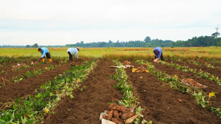 Kada je vrijeme za vađenje batata iz zemlje - prije mraza?