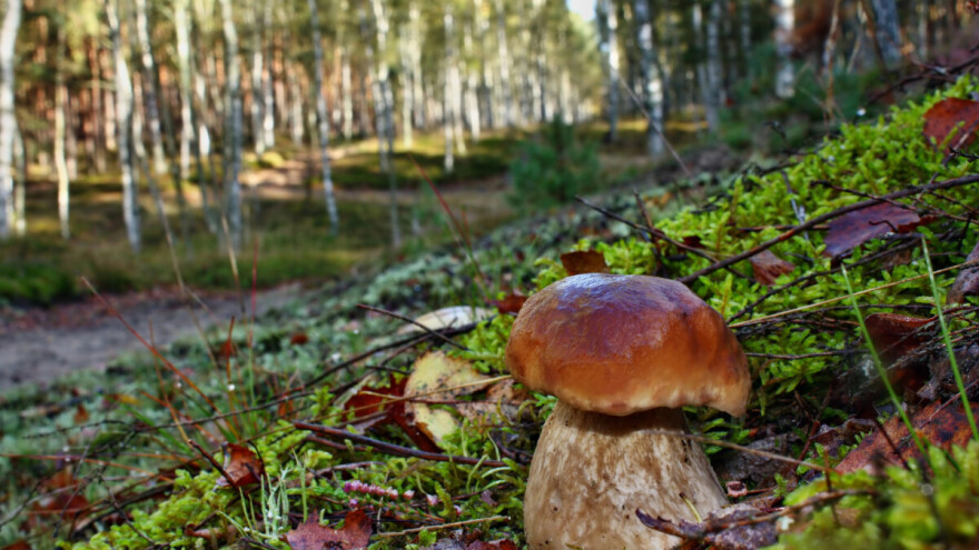 Nemačka povukla vrganje iz Srbije - pronađen pesticid hlorpirifos