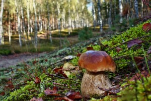 Gljive rodile kao nikad - vrganji 5 KM, tartufi 450 eura po kilogramu