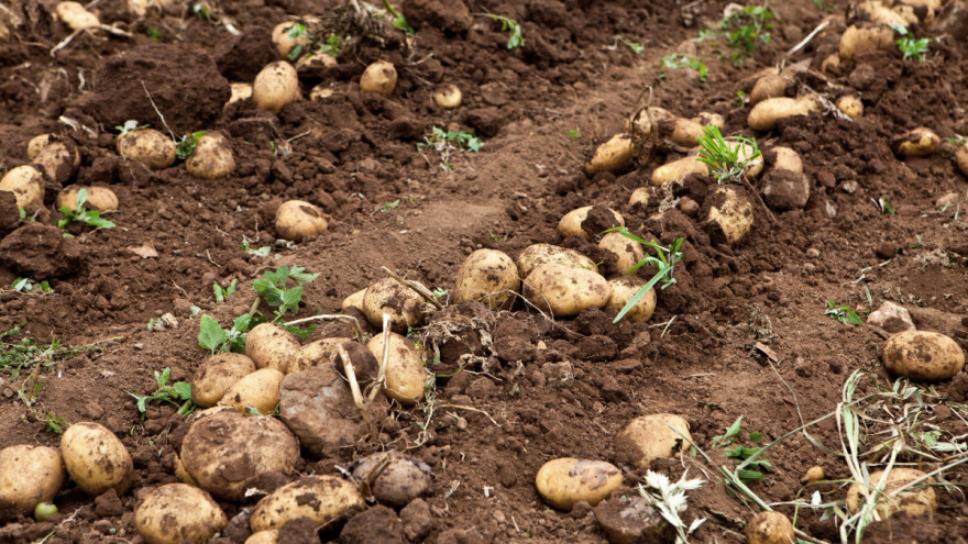 Ispituju se mogućnosti suzbijanja žičnjaka u ekološkom krumpiru