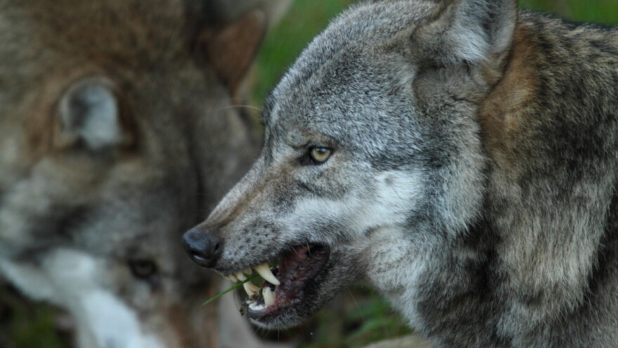 Pogledajte kako su Đina, Medo i Žućo spasili stado ovaca od vuka