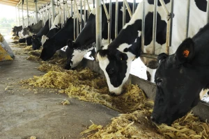 Zimska hranidba muznih krava - što zahtijevaju visokomliječna grla?