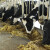 Zimska ishrana muznih krava - šta zahtijevaju visokomliječna grla?