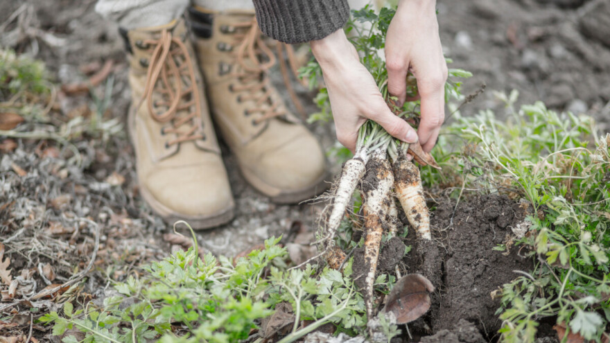 Kako pravilno uzgajati peršun?