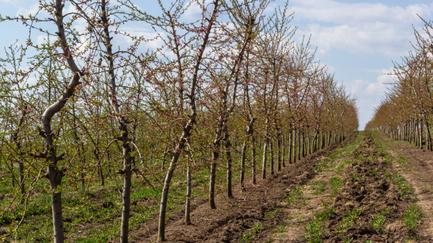 Kako spriječiti gubitak humusa u zemljištima voćnjaka?