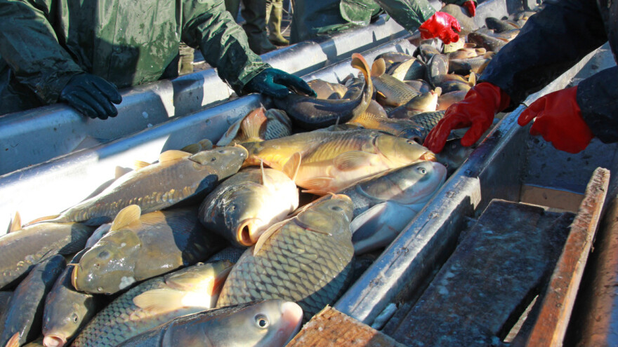 Hrvatska ima oko 14.000 ha šaranskih ribnjaka, no 6.000 nije u proizvodnji jer su - zapušteni