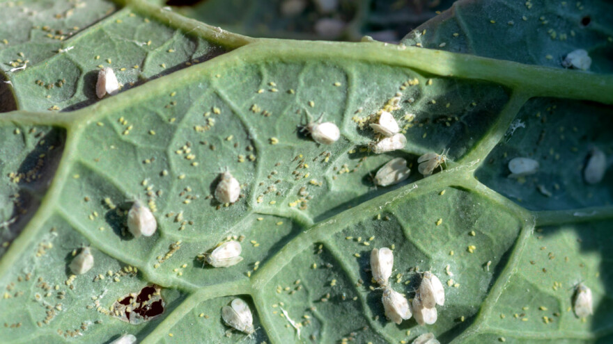 Bela leptirasta vaš na kupsu, paradajzu, krastavcima... Kakve mere preduzeti?