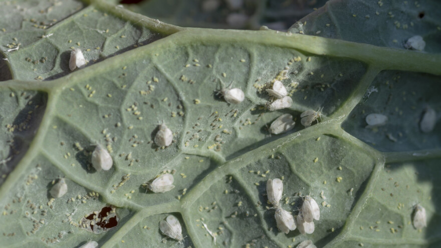 Bijela leptirasta uš na kupsu, paradajzu, krastavcima... Kakve mjere preduzeti?