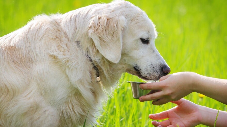 Kašičica - dve meda za pseće zdravlje