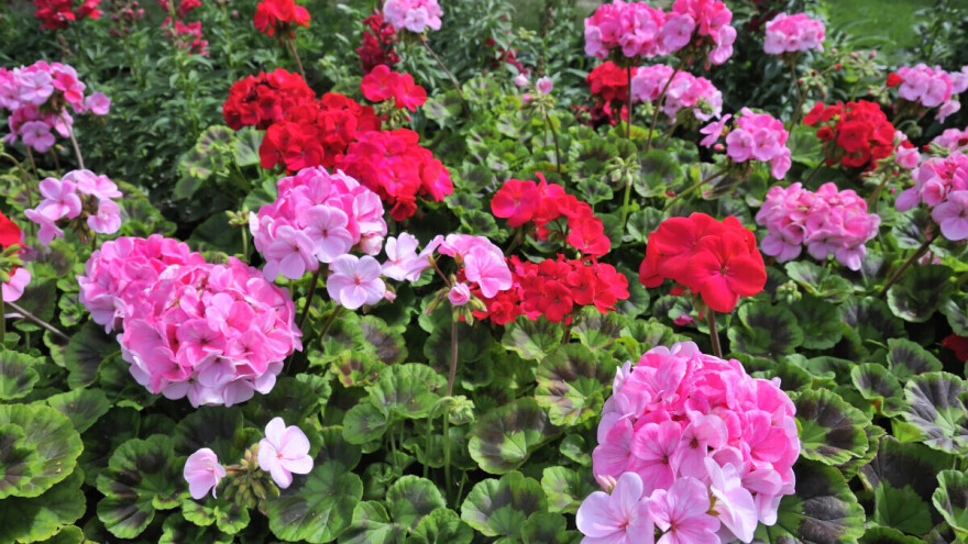 Muškatle su najzahvalnije cvijetnice, a evo kako da vam krase baštu sve do jeseni