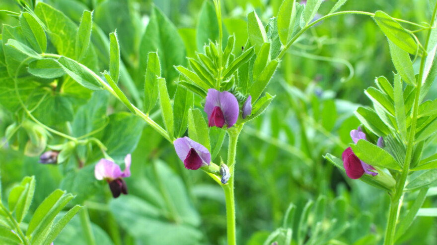 Grahorica daje visoke prinose i obogaćuje zemljište azotom