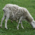 Šuga - velika pretnja ovčarstvu, kako je prepoznati i kontrolisati?