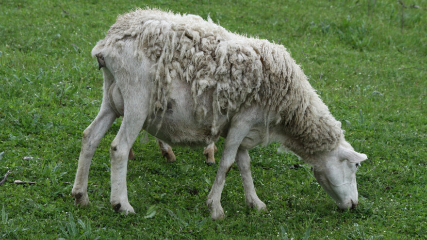 Šuga - velika pretnja ovčarstvu, kako je prepoznati i kontrolisati?
