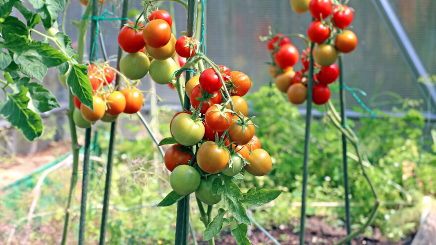 Kako sačuvati proizvodnju u plasteniku tijekom vrućina i toplinskih valova?