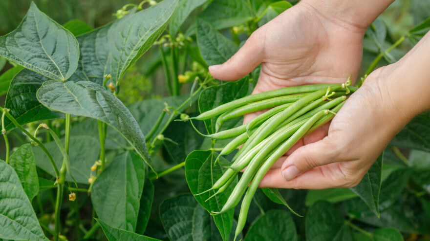 Po kilogramu sjemena ubere do 450 kilograma mahuna?