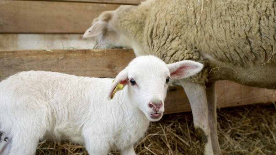 Za odbijanje jagnjadi važna je kvalitetna hrana