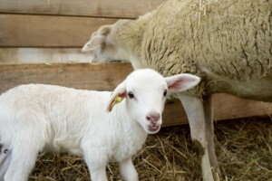 Bolest plavog jezika pojavila se u još dvije države - ugrožen izvoz goveda i ovaca?