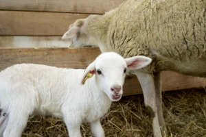 Bolest plavog jezika pojavila se u još dve države - ugrožen izvoz goveda i ovaca?