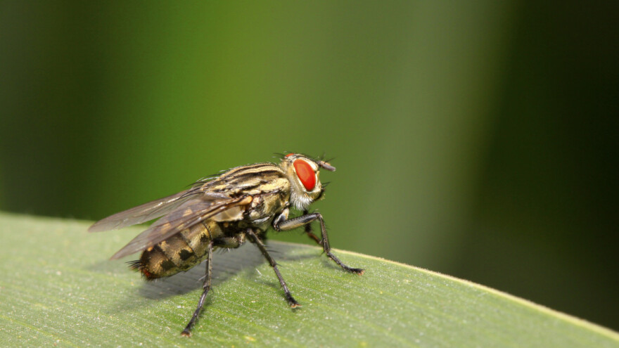 Kako napraviti lovne klopke za azijsku voćnu mušicu?