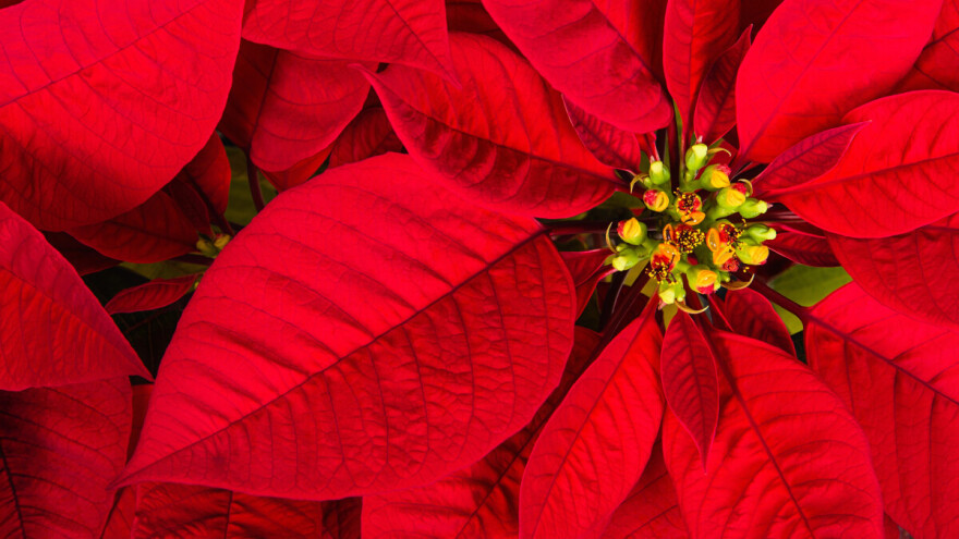 Zbrinjavanje božićne zvijezde nakon blagdana