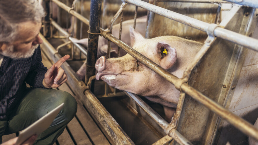 Ministarstvo: Oprez, afrička svinjska kuga potvrđena blizu hrvatske granice