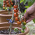 Koju sortu rajčica uzgajati na balkonu?