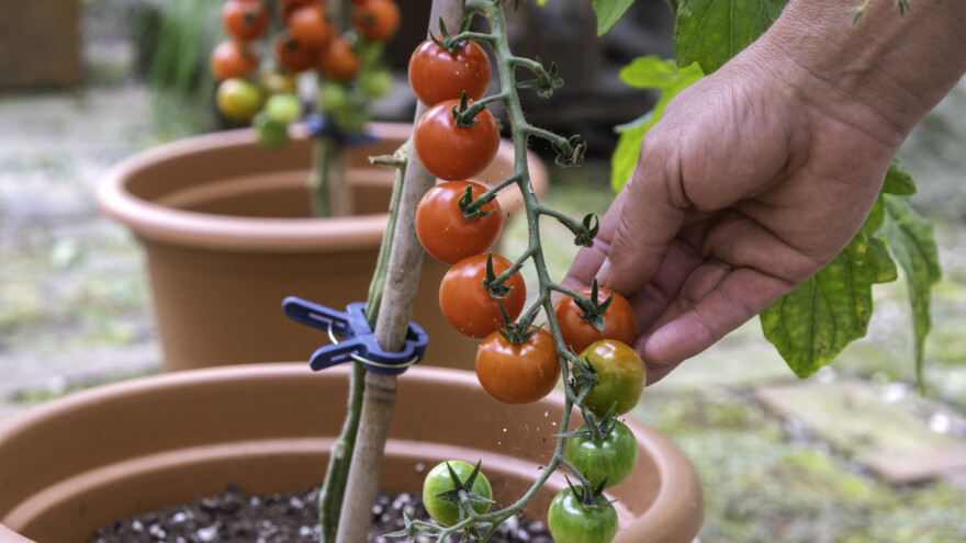Koju sortu paradajza uzgajati na balkonu?