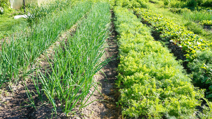 Susjedi u vrtu: Idealno je saditi biljke s plitkim korijenjem pored onih s dubokim
