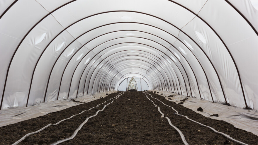 Šta se u decembru sije za uzgoj u plasteniku?