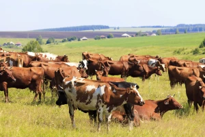 Ovog tjedna dodjela 64 ugovora iz Programa ruralnog razvoja