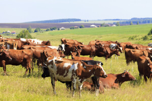 Ovog tjedna dodjela 64 ugovora iz Programa ruralnog razvoja