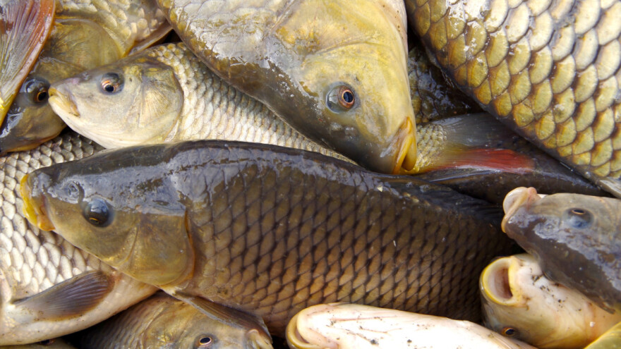 Kako do potpore za štete od ptica i ostalih životinja na šaranskim ribnjacima?