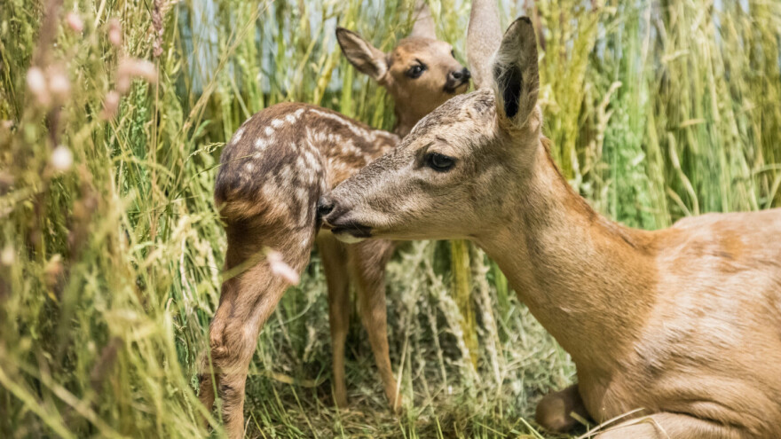 Tijekom lovostaja odstrijelio košutu, za protuzakoniti lov osumnjičen i pomoćnik