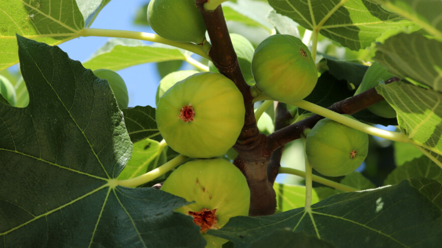 Kako uzeti reznicu smokve i ožiliti ju?