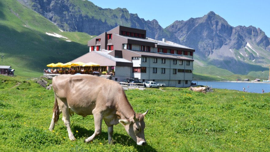 Krave zaslinile i ulubile Mercedes - šteta 10.500 eura