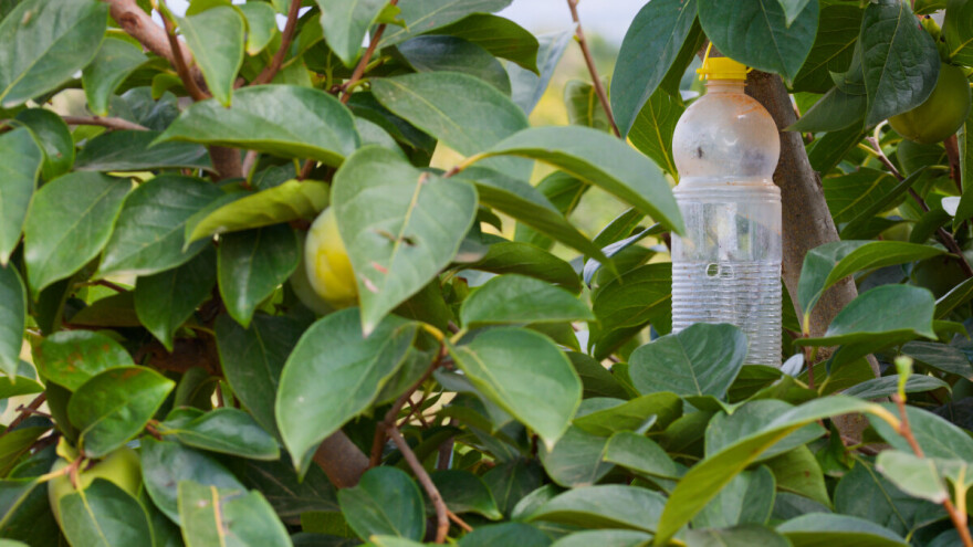 Vrijeme je da postavite lovke u nasadima koštičavog voća