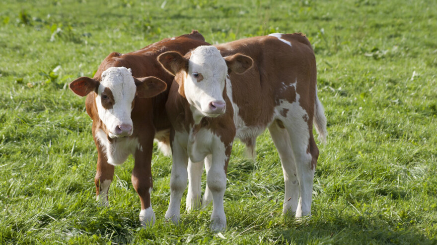 Telad poskupela - cena do 725 din/kg, prasići otkupljivani i za 350 din/kg