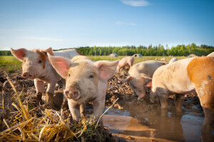 EU svinjarstvo je u ozbiljnim poteškoćama - osnovana grupa za rešavanje problema