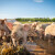 EU svinjogojstvo je u ozbiljnim poteškoćama - osnovana grupa za rješavanje problema