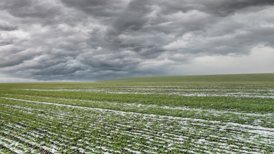 Proizvodnja pšenice u svijetu se mora povećati?