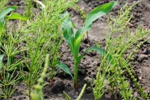 Korovi sve veći problem zbog dušičnih gnojiva i klimatskih promjena?